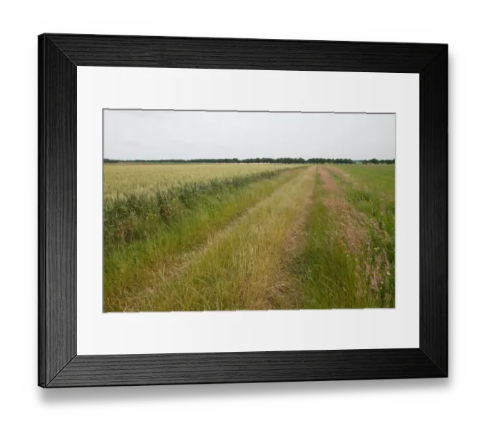 Framed Print : Agricultural landscape filled with grain, Texel, Noord-Holland, The Netherlands Framed Print : Agricultural landscape filled with grain, Texel, Noord-Holland, The Netherlands