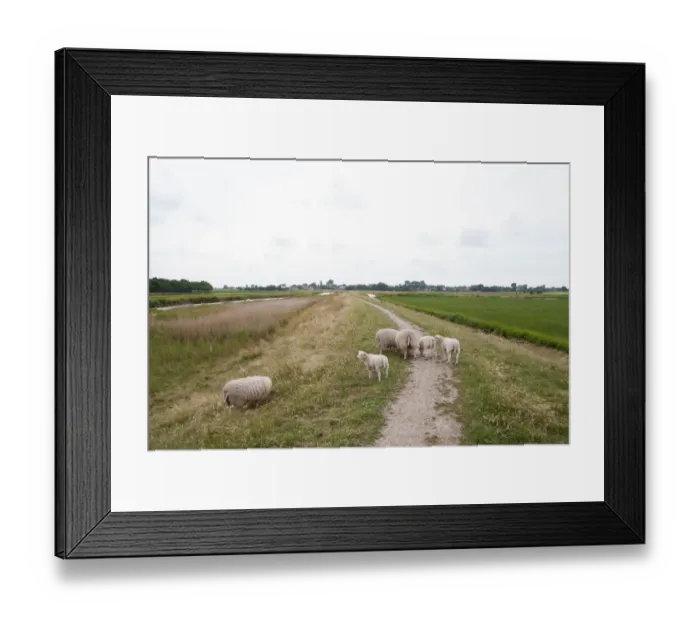 Framed Print : Domestic Sheep (Ovis aries) standing in agricultural landscape, Texel, Noord-Holland Framed Print : Domestic Sheep (Ovis aries) standing in agricultural landscape, Texel, Noord-Holland