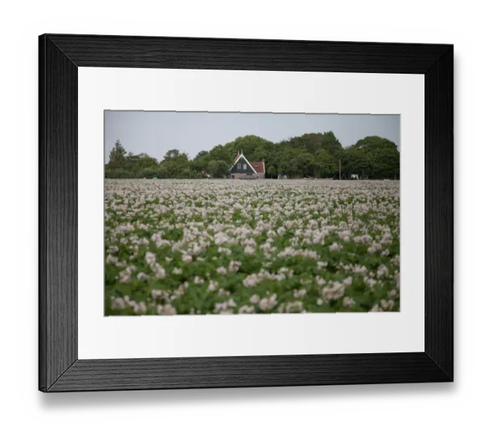 Framed Print : agricultural landscape filled with flowers, Texel, Noord-Holland, The Netherlands Framed Print : agricultural landscape filled with flowers, Texel, Noord-Holland, The Netherlands