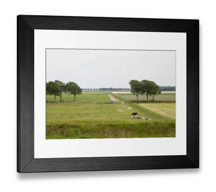 Framed Print : Agricultural landscape filled with cows, Texel, Noord-Holland, The Netherlands Framed Print : Agricultural landscape filled with cows, Texel, Noord-Holland, The Netherlands
