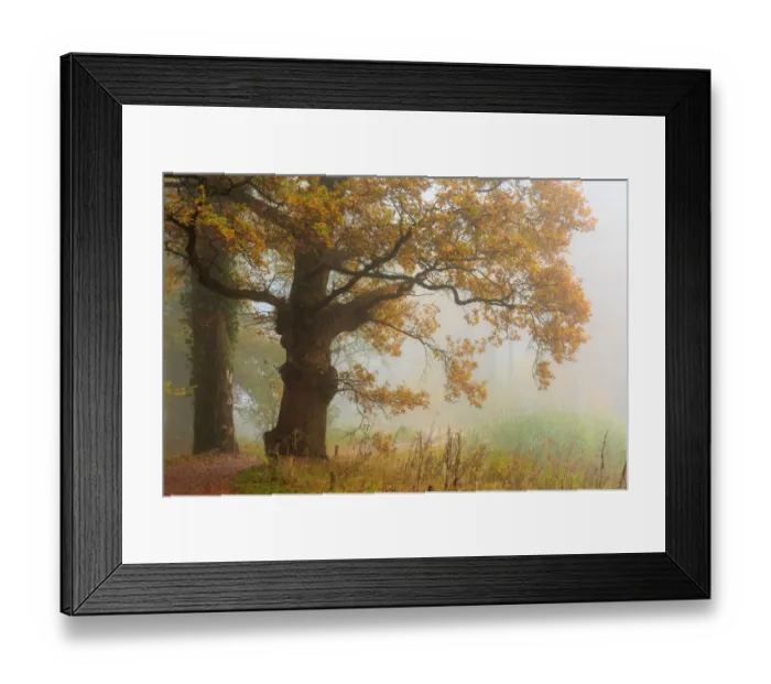 Framed Print : An old Oak tree (Genus Quercus) with autumn leaves in mist, Hof van Twente, Delden Framed Print : An old Oak tree (Genus Quercus) with autumn leaves in mist, Hof van Twente, Delden