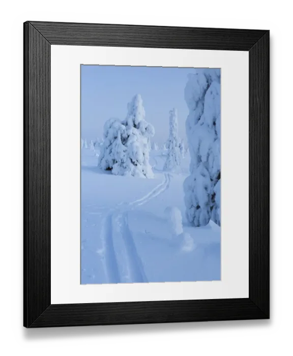 Framed Print : Skiing trail in winter landscape with snow covered conifers, Riisitunturi National Park Framed Print : Skiing trail in winter landscape with snow covered conifers, Riisitunturi National Park