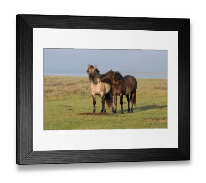 Framed Print : Two Konik horses (Equus ferus caballus) playing, Lauwersmeer, The Netherlands