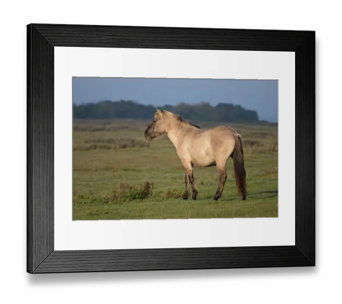 Framed Print : Konik horse (Equus ferus caballus) standing in landscape, Lauwersmeer, The Netherlands Framed Print : Konik horse (Equus ferus caballus) standing in landscape, Lauwersmeer, The Netherlands