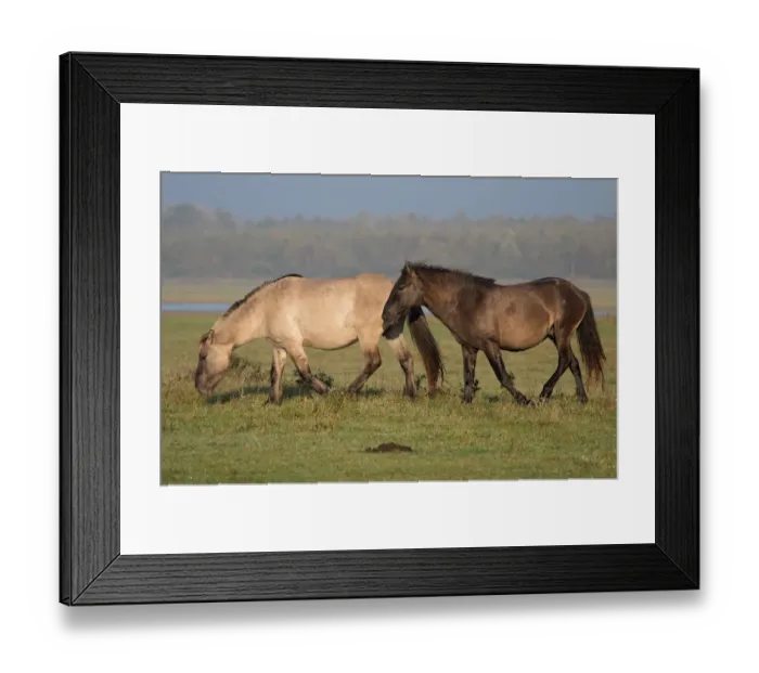 Framed Print : Two Konik horses (Equus ferus caballus) foraging, Lauwersmeer, The Netherlands Framed Print : Two Konik horses (Equus ferus caballus) foraging, Lauwersmeer, The Netherlands