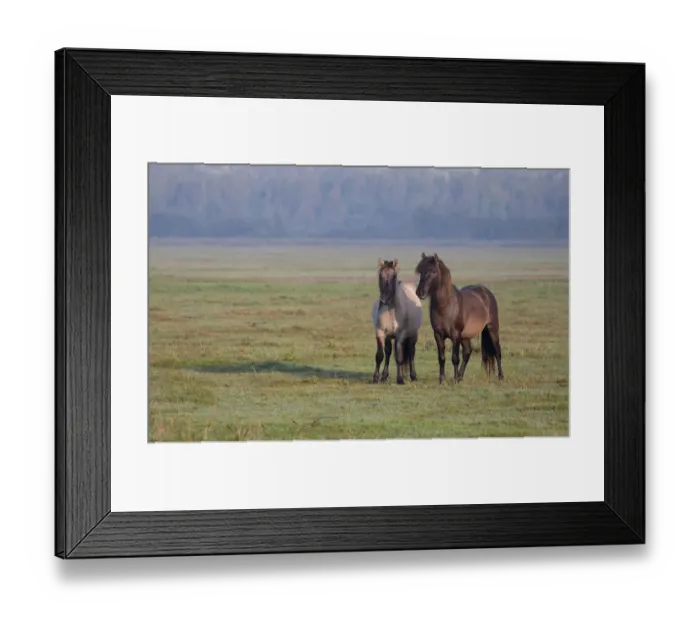 Framed Print : Two Konik horses (Equus ferus caballus) standing in landscape, Lauwersmeer Framed Print : Two Konik horses (Equus ferus caballus) standing in landscape, Lauwersmeer