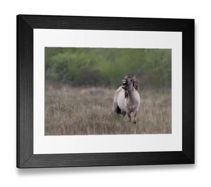 Framed Print : Konik horse (Equus caballus) displaying flemen behaviour, Lauwermeer, Ballastplaat Framed Print : Konik horse (Equus caballus) displaying flemen behaviour, Lauwermeer, Ballastplaat