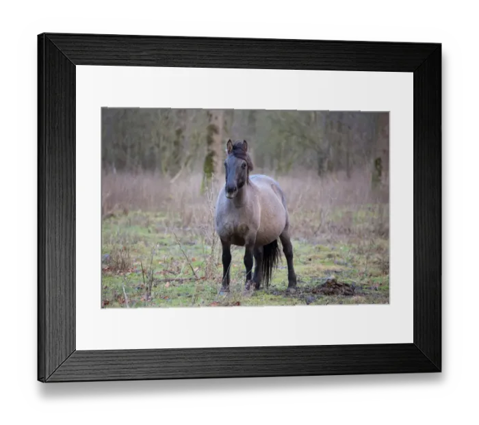 Framed Print : Pregnant Konik Horse (Equus ferus caballus) mare, Horsterwold, Stille Kern Framed Print : Pregnant Konik Horse (Equus ferus caballus) mare, Horsterwold, Stille Kern