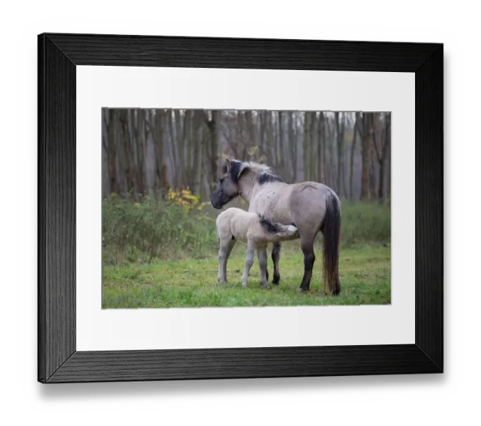 Framed Print : Konik Horse (Equus ferus caballus) mare suckling young foal, Horsterwold, Stille Kern Framed Print : Konik Horse (Equus ferus caballus) mare suckling young foal, Horsterwold, Stille Kern