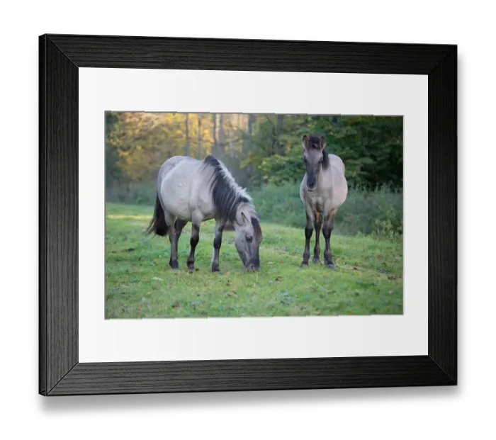Framed Print : Konik Horse (Equus ferus caballus) mare and foal foraging, Horsterwold, Stille Kern Framed Print : Konik Horse (Equus ferus caballus) mare and foal foraging, Horsterwold, Stille Kern