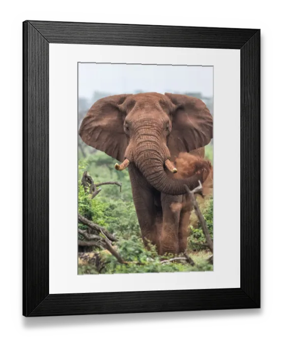 Framed Print : African Elephant (Loxodonta africana) angry and in must, Zimanga GR, Kwa Zulu Natal Framed Print : African Elephant (Loxodonta africana) angry and in must, Zimanga GR, Kwa Zulu Natal