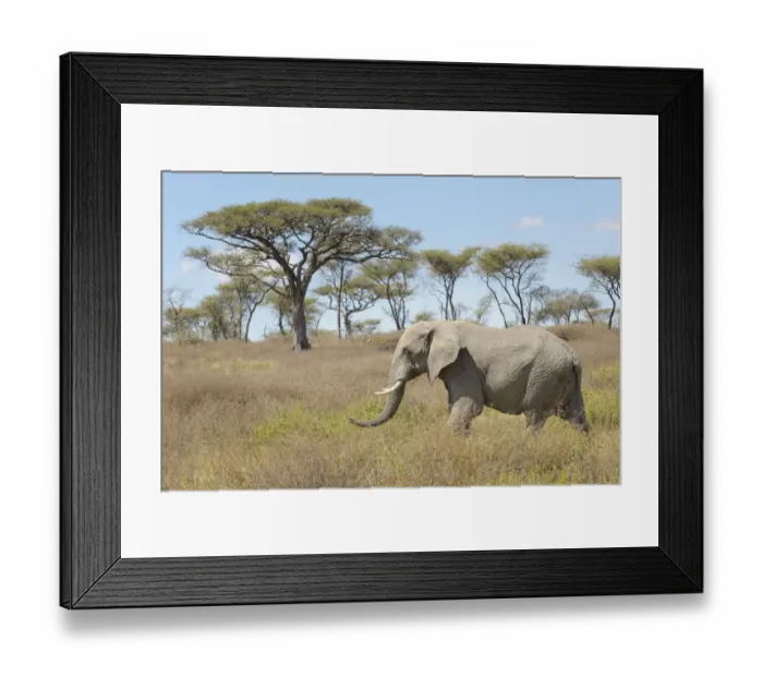 Framed Print : African elephant (Loxodonta africana) walking in African landscape, Seregeti national park Framed Print : African elephant (Loxodonta africana) walking in African landscape, Seregeti national park
