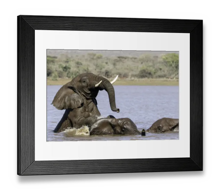 Framed Print : African bush elephant (Loxodonta africana) playing in the water, Mpumalanga, South-Africa Framed Print : African bush elephant (Loxodonta africana) playing in the water, Mpumalanga, South-Africa