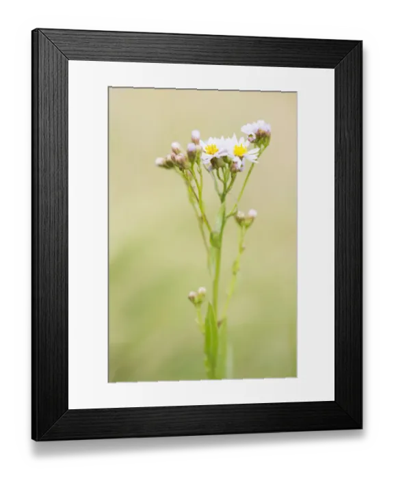 Framed Print : Sea Aster (Tripolium pannonicum) flowering on salt marsh, Schiermonnikoog, Friesland Framed Print : Sea Aster (Tripolium pannonicum) flowering on salt marsh, Schiermonnikoog, Friesland