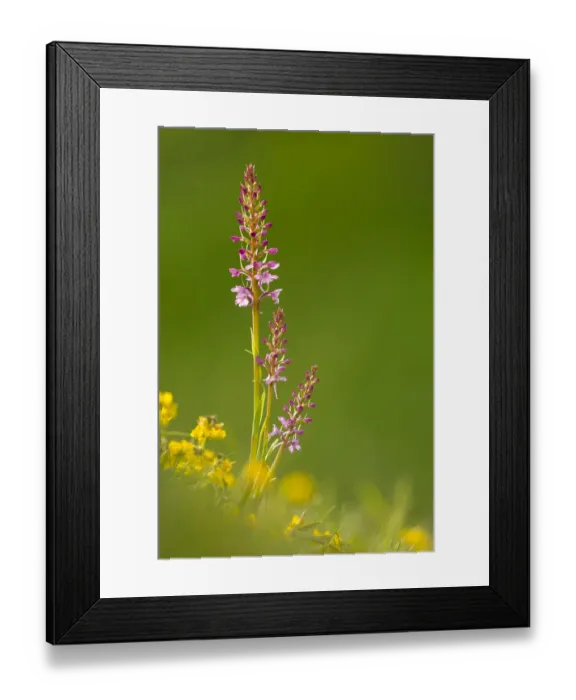 Framed Print : Fragrant orchid amongst buttercups, Dorset, England Framed Print : Fragrant orchid amongst buttercups, Dorset, England
