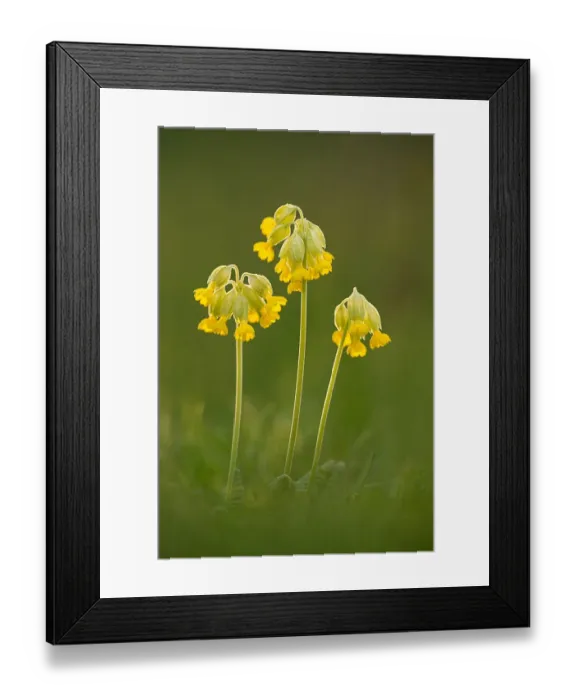 Framed Print : Cowslip flowers, Hardington Moor, Dorset, England Framed Print : Cowslip flowers, Hardington Moor, Dorset, England