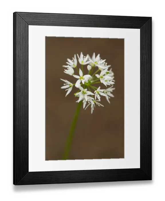 Framed Print : Wild Garlic flower head, Yorkshire Dales, England Framed Print : Wild Garlic flower head, Yorkshire Dales, England
