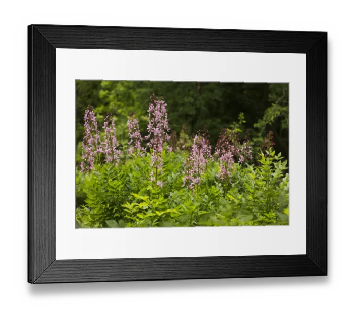 Framed Print : Group of flowering Dittany (Dictamnus albus) in downy oawk forest habitat, Kaiserstuhl