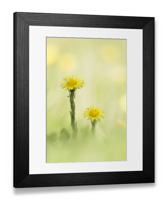 Framed Print : Coltsfoot (Tussilago farfara) flowering in close up, Groningen, The Netherlands Framed Print : Coltsfoot (Tussilago farfara) flowering in close up, Groningen, The Netherlands