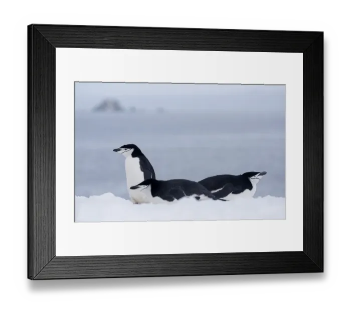Framed Print : Three Chinstrap Penguins (Pygoscelis antarcticus) resting, Half Moon Island, Antarctica