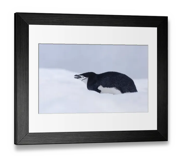 Framed Print : Chinstrap Penguin (Pygoscelis antarcticus) eating snow, Half Moon Island, Antarctica Framed Print : Chinstrap Penguin (Pygoscelis antarcticus) eating snow, Half Moon Island, Antarctica