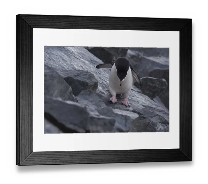 Framed Print : Chinstrap Penguin (Pygoscelis antarcticus) walking on rock, Half Moon Island, Antarctica Framed Print : Chinstrap Penguin (Pygoscelis antarcticus) walking on rock, Half Moon Island, Antarctica