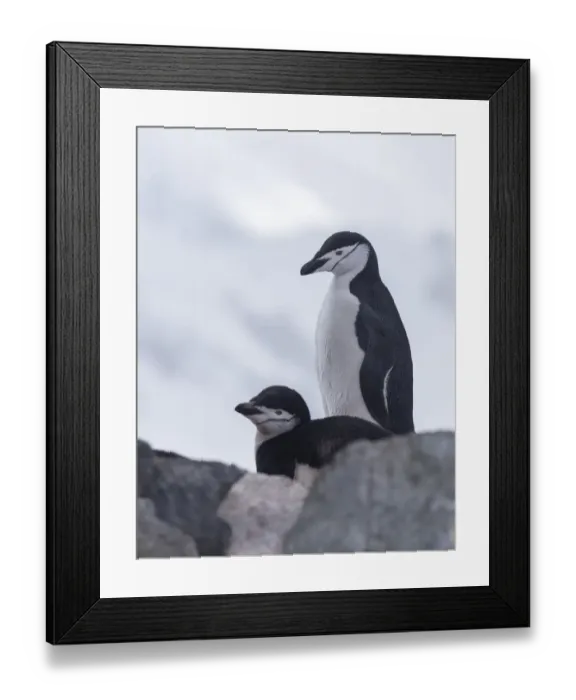 Framed Print : Chinstrap Penguin (Pygoscelis antarcticus) couple, Half Moon Island, Antarctica Framed Print : Chinstrap Penguin (Pygoscelis antarcticus) couple, Half Moon Island, Antarctica