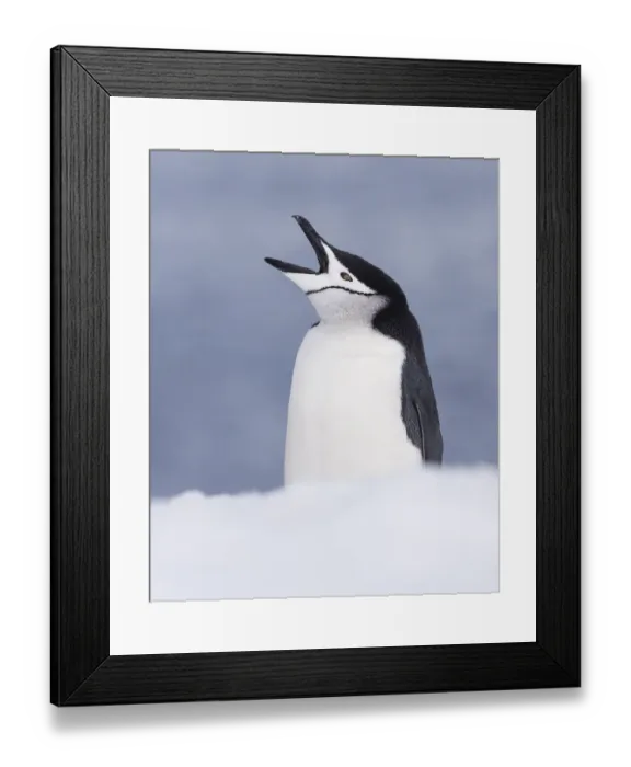 Framed Print : Chinstrap Penguin (Pygoscelis antarcticus) with open beak, Half Moon Island, Antarctica Framed Print : Chinstrap Penguin (Pygoscelis antarcticus) with open beak, Half Moon Island, Antarctica