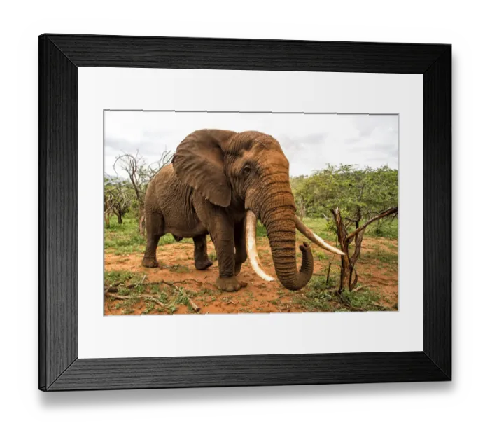 Framed Print : African Elephant (Loxodonta africana) in must in threatening posture, Zimanga Game Reserve Framed Print : African Elephant (Loxodonta africana) in must in threatening posture, Zimanga Game Reserve