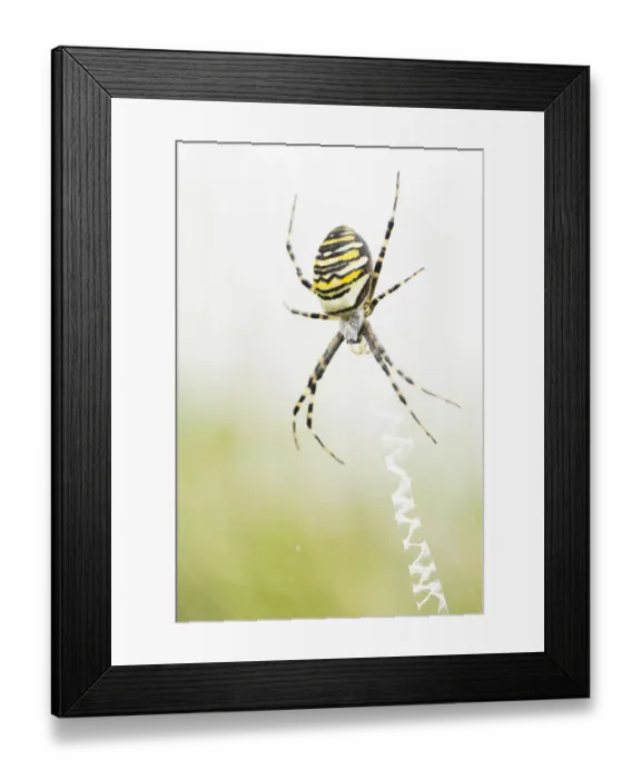 Framed Print : Female Wasp Spider (Argiope bruennichi) sitting in her web, Balloerveld, The Netherlands Framed Print : Female Wasp Spider (Argiope bruennichi) sitting in her web, Balloerveld, The Netherlands
