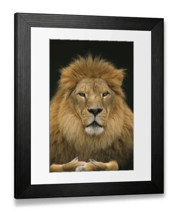 Framed Print : African Lion (Panthera leo) male, Washington Park Zoo, Portland, Oregon Framed Print : African Lion (Panthera leo) male, Washington Park Zoo, Portland, Oregon