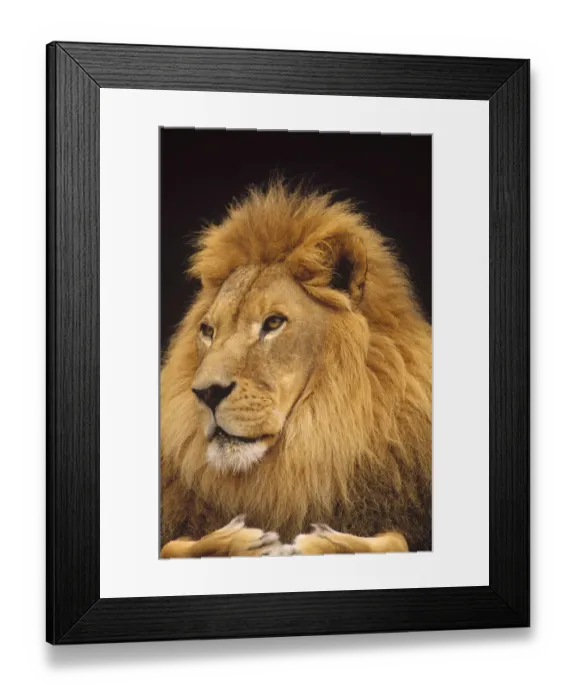 Framed Print : African Lion (Panthera leo) male, portrait, Washington Park Zoo, Portland, Oregon Framed Print : African Lion (Panthera leo) male, portrait, Washington Park Zoo, Portland, Oregon
