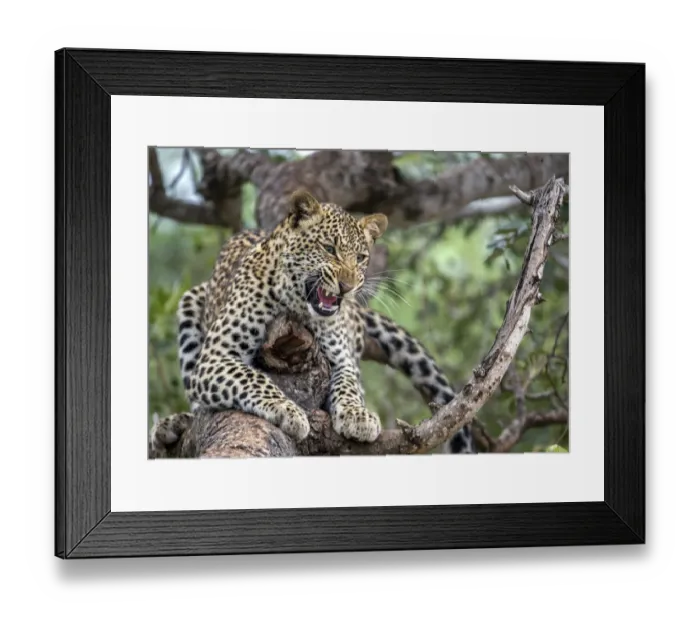 Framed Print : Leopard (Panthera pardus) showing teeth, Hoedspruit, Limpopo, South-Africa Framed Print : Leopard (Panthera pardus) showing teeth, Hoedspruit, Limpopo, South-Africa
