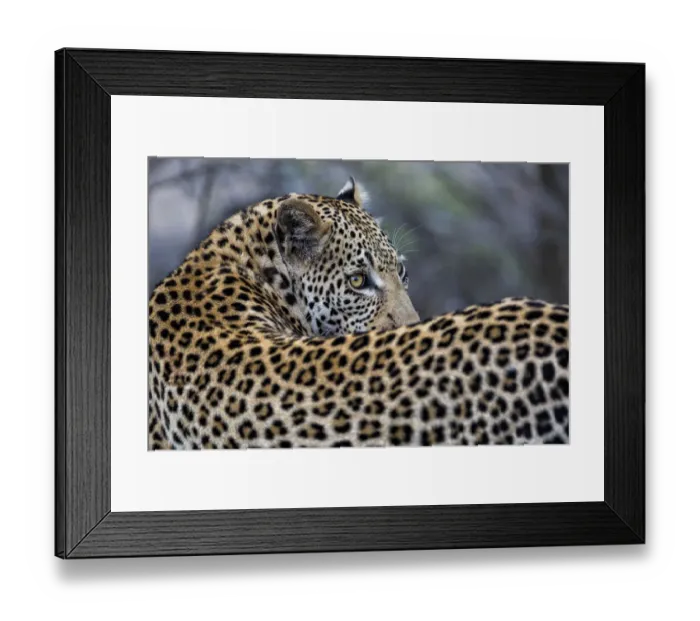 Framed Print : Leopard (Panthera pardus) looking over his shoulder, Sabi Sands GR, Mpumalanga, South Framed Print : Leopard (Panthera pardus) looking over his shoulder, Sabi Sands GR, Mpumalanga, South