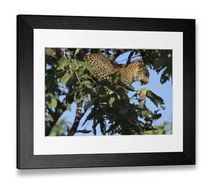 Framed Print : male Indian Leopard (Panthera pardus fusca)perching in an unidentified tree, Nagzira National Park Framed Print : male Indian Leopard (Panthera pardus fusca)perching in an unidentified tree, Nagzira National Park