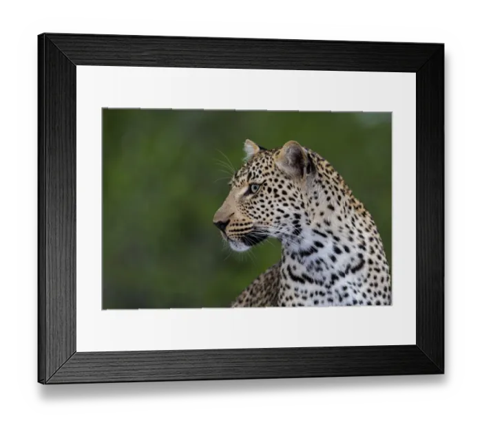 Framed Print : Leopard (Panthera pardus) portrait, Sabi Sands GR, Mpumalanga, South Africa Framed Print : Leopard (Panthera pardus) portrait, Sabi Sands GR, Mpumalanga, South Africa