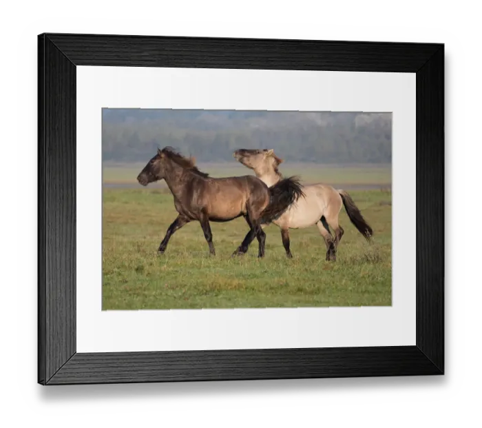 Framed Print : Two Konik horses (Equus ferus caballus) playing, Lauwersmeer, The Netherlands Framed Print : Two Konik horses (Equus ferus caballus) playing, Lauwersmeer, The Netherlands