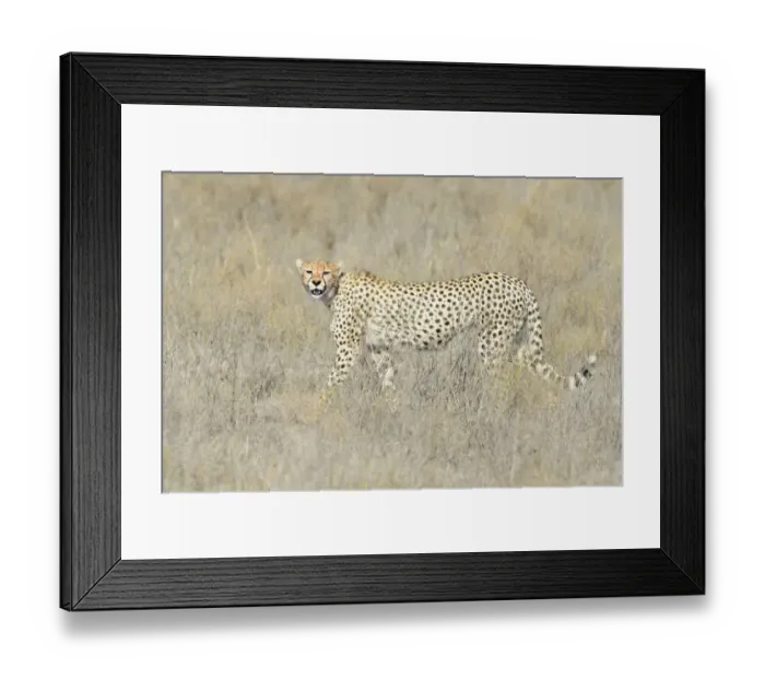 Framed Print : Cheetah (Acinonyx jubatus) walking on savanna, looking at the camera, Serengeti national park Framed Print : Cheetah (Acinonyx jubatus) walking on savanna, looking at the camera, Serengeti national park