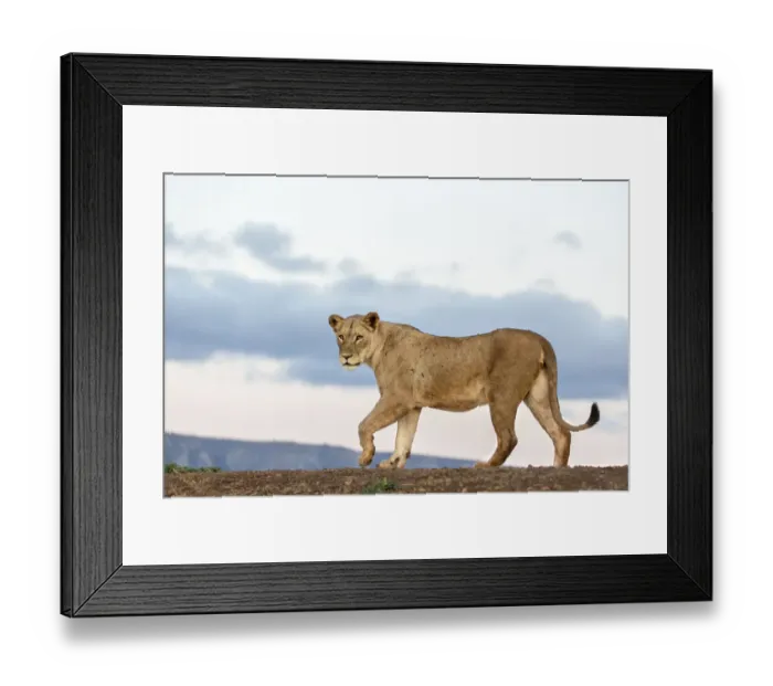 Framed Print : Lion (Panthera leo) walking arround, Mkuze, Kwazula-Natal, South-Africa Framed Print : Lion (Panthera leo) walking arround, Mkuze, Kwazula-Natal, South-Africa