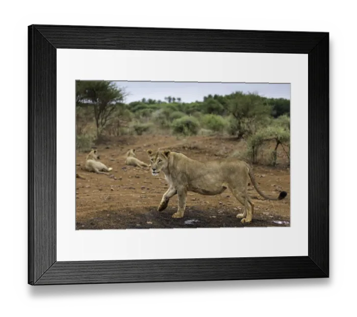 Framed Print : Lion (Panthera leo) standing near the pack, North West, South-Africa