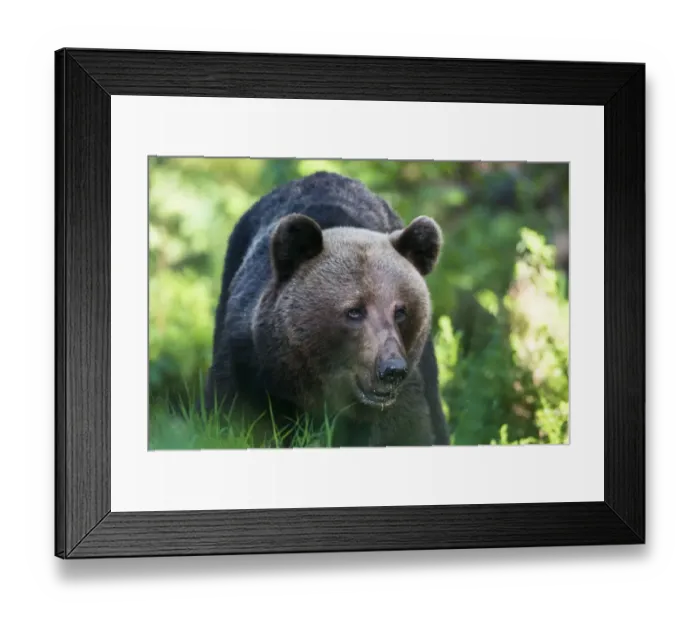 Framed Print : European Brown Bear (Ursus arctos arctos) portrait, Ida-Viru region, Estonia Framed Print : European Brown Bear (Ursus arctos arctos) portrait, Ida-Viru region, Estonia