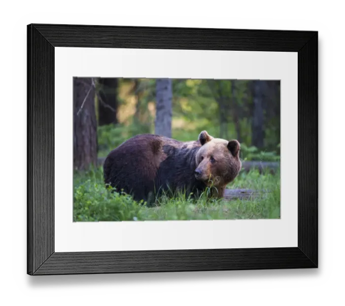 Framed Print : European brown bear (Ursus arctos arctos) in Scots pine (Pinus sylvestris) forest Framed Print : European brown bear (Ursus arctos arctos) in Scots pine (Pinus sylvestris) forest