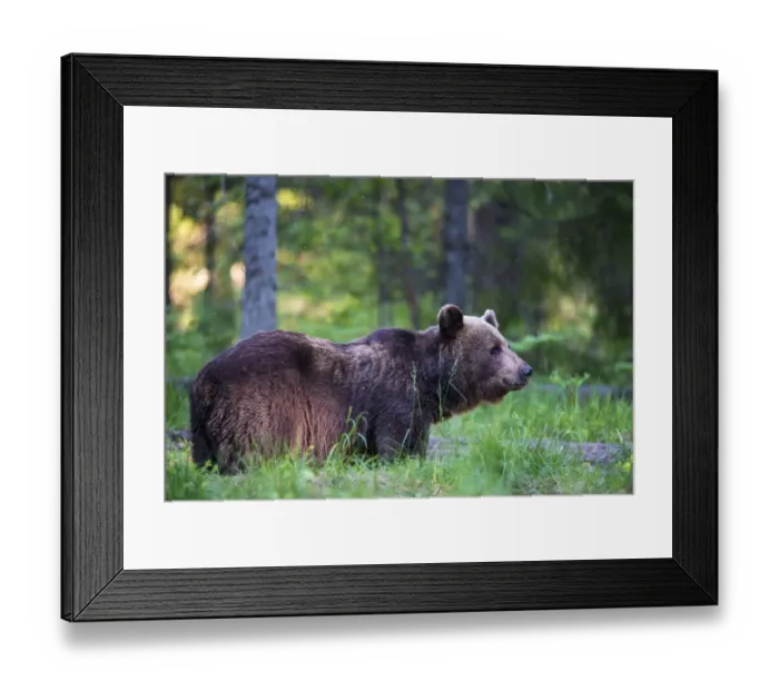 Framed Print : European brown bear (Ursus arctos arctos) in Scots pine (Pinus sylvestris) forest Framed Print : European brown bear (Ursus arctos arctos) in Scots pine (Pinus sylvestris) forest