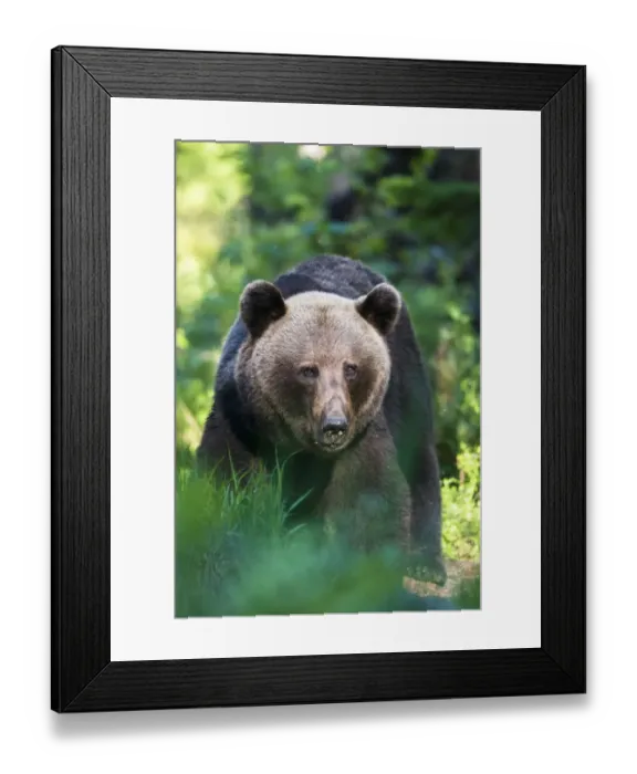 Framed Print : European brown bear (Ursus arctos arctos) portrait, Ida-Viru region, Estonia, Ida-Viru region Framed Print : European brown bear (Ursus arctos arctos) portrait, Ida-Viru region, Estonia, Ida-Viru region