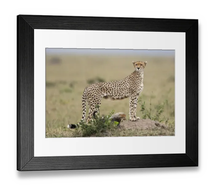 Framed Print : Cheetah (Acinonyx jubatus) with one cub looking over the savanna, Masai Mara National Reserve