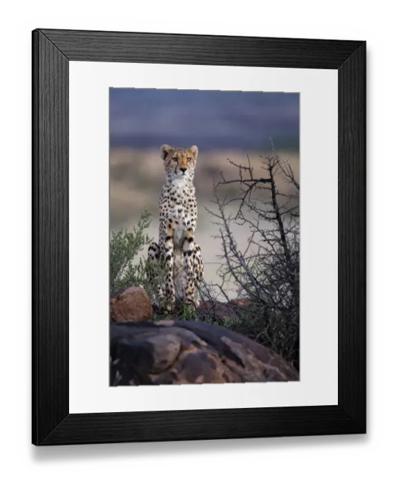 Framed Print : Cheetah (Acinonyx jubatus) looking for prey, Tiger Canyons, Free State, South Africa Framed Print : Cheetah (Acinonyx jubatus) looking for prey, Tiger Canyons, Free State, South Africa