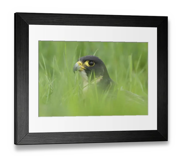 Framed Print : Portrait of a Peregrine Falcon (Falco peregrinus), Noord-Brabant, The Netherlands Framed Print : Portrait of a Peregrine Falcon (Falco peregrinus), Noord-Brabant, The Netherlands