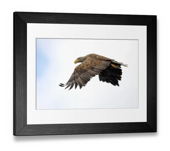 Framed Print : White-tailed Eagle (Haliaeetus albicilla) hunting, Oderdelta, Stepnica, Poland Framed Print : White-tailed Eagle (Haliaeetus albicilla) hunting, Oderdelta, Stepnica, Poland