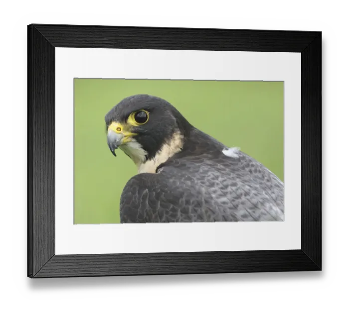 Framed Print : Portrait of a Peregrine Falcon (Falco peregrinus), Noord-Brabant, The Netherlands Framed Print : Portrait of a Peregrine Falcon (Falco peregrinus), Noord-Brabant, The Netherlands