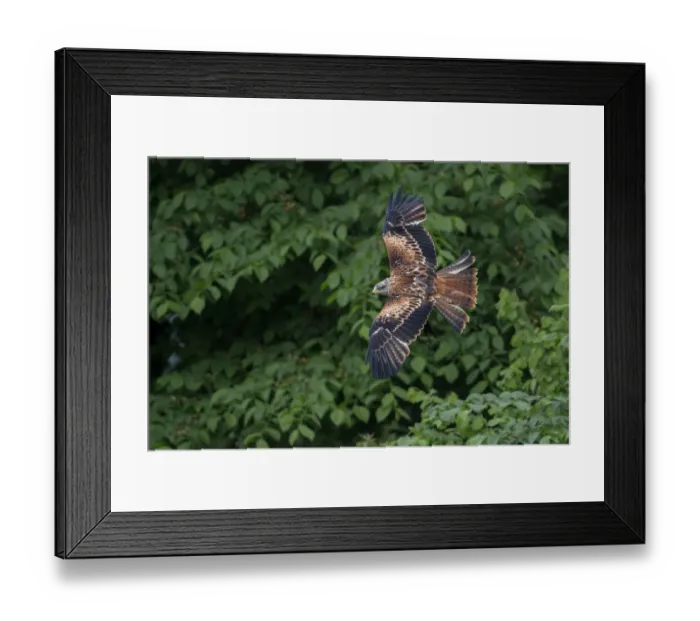 Framed Print : Red Kite (Milvus milvus) flying against trees, Eifel, Germany Framed Print : Red Kite (Milvus milvus) flying against trees, Eifel, Germany